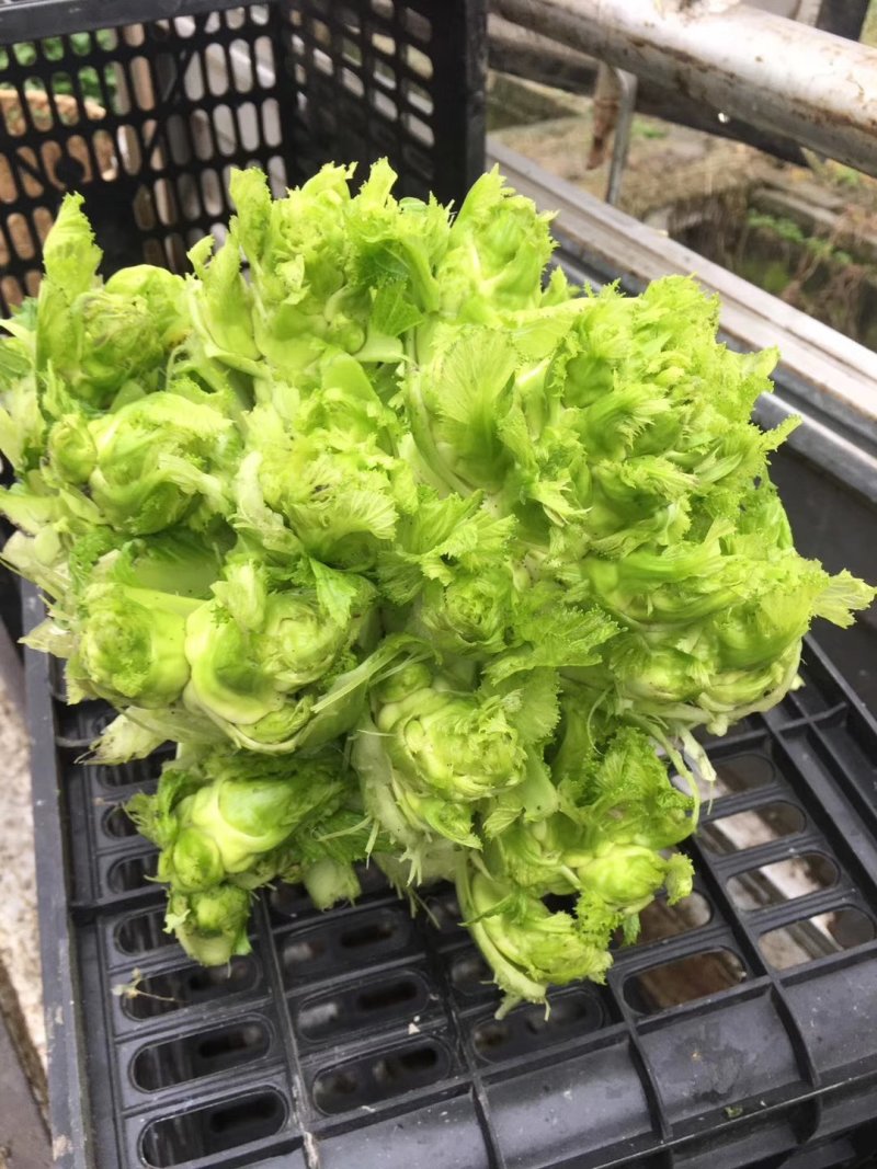 四川彭州儿菜，精品儿菜，，，