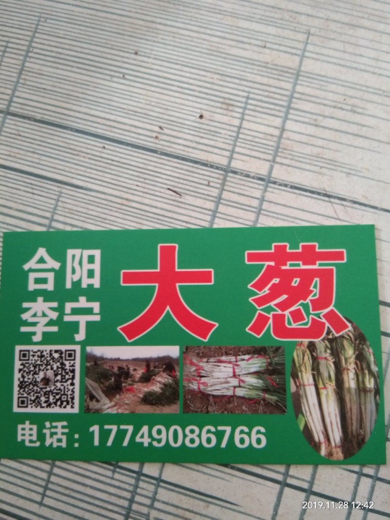 合阳大葱