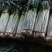 【精品】安丘铁杆大葱视频看货产地直供支持线上担保交易
