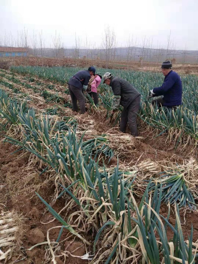 【精品】安丘铁杆大葱视频看货产地直供支持线上担保交易