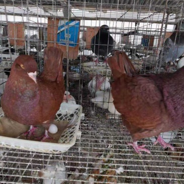 赛鸽信鸽老鸽子基地直销支持在线交易保证质量品系