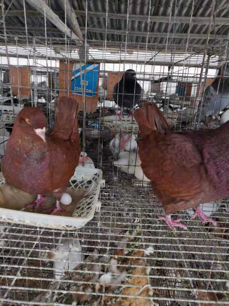 赛鸽信鸽老鸽子基地直销支持在线交易保证质量品系