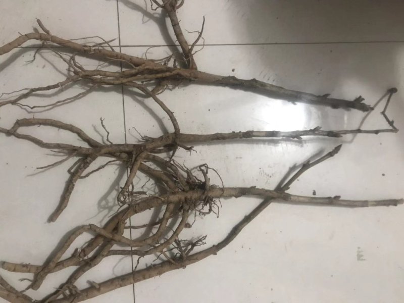牡丹：牡丹苗，两年苗，一年苗，三年牡丹苗，成活率高