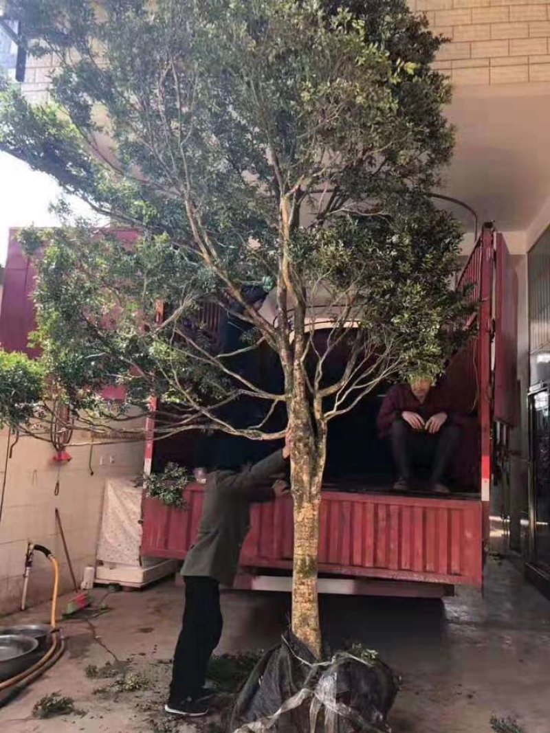 湖北小叶瓜子黄杨珍珠黄杨雀舌5颗包邮
