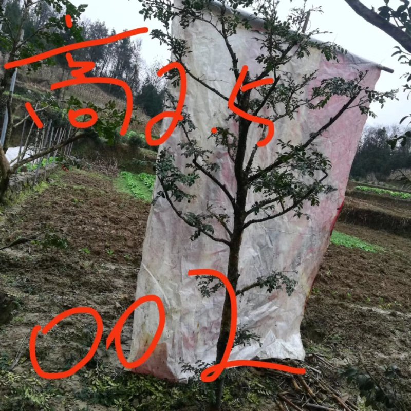 湖北小叶瓜子黄杨珍珠黄杨雀舌5颗包邮