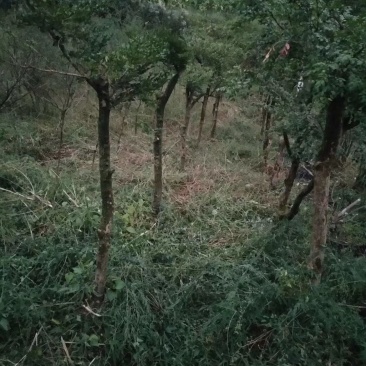 湖北小叶瓜子黄杨珍珠黄杨雀舌5颗包邮
