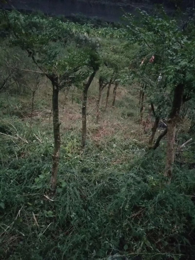 湖北小叶瓜子黄杨珍珠黄杨雀舌5颗包邮