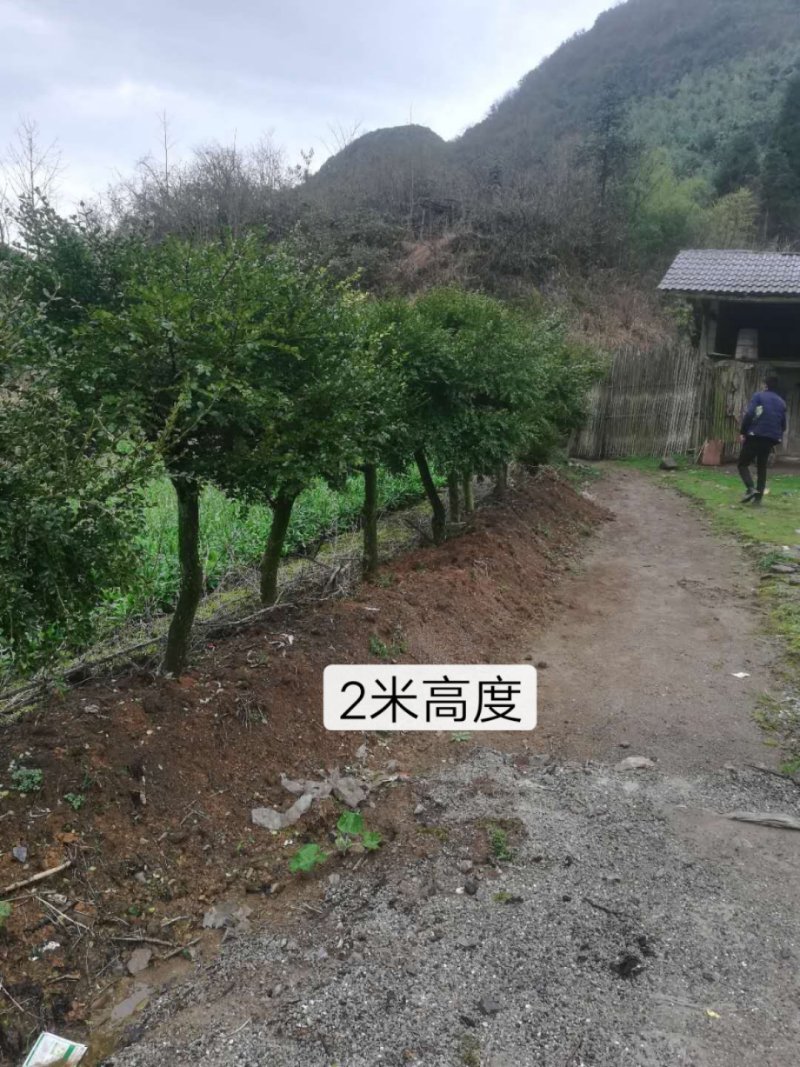 湖北小叶瓜子黄杨珍珠黄杨雀舌5颗包邮