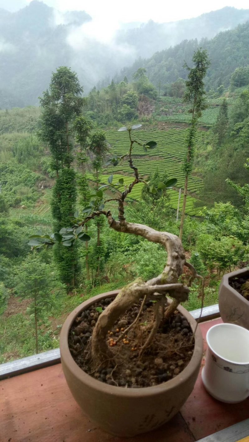 湖北小叶瓜子黄杨珍珠黄杨雀舌5颗包邮