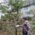 湖北小叶瓜子黄杨珍珠黄杨雀舌5颗包邮