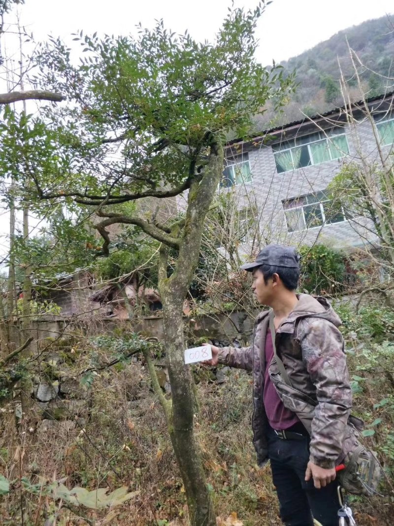 湖北小叶瓜子黄杨珍珠黄杨雀舌5颗包邮