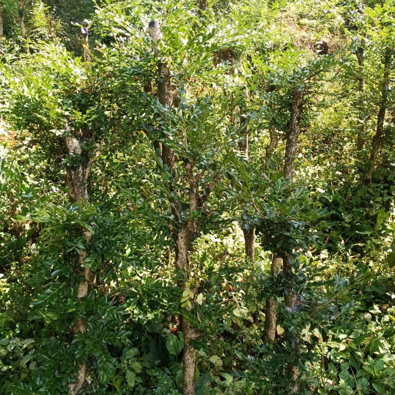 湖北小叶瓜子黄杨珍珠黄杨雀舌5颗包邮