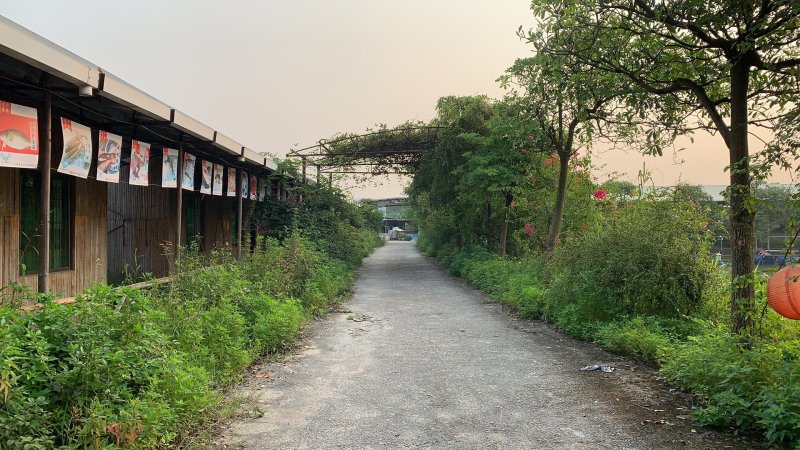 刺鳅中华刺鳅苗/中华沙鳅苗/芝麻据鱼苗包回收成品/