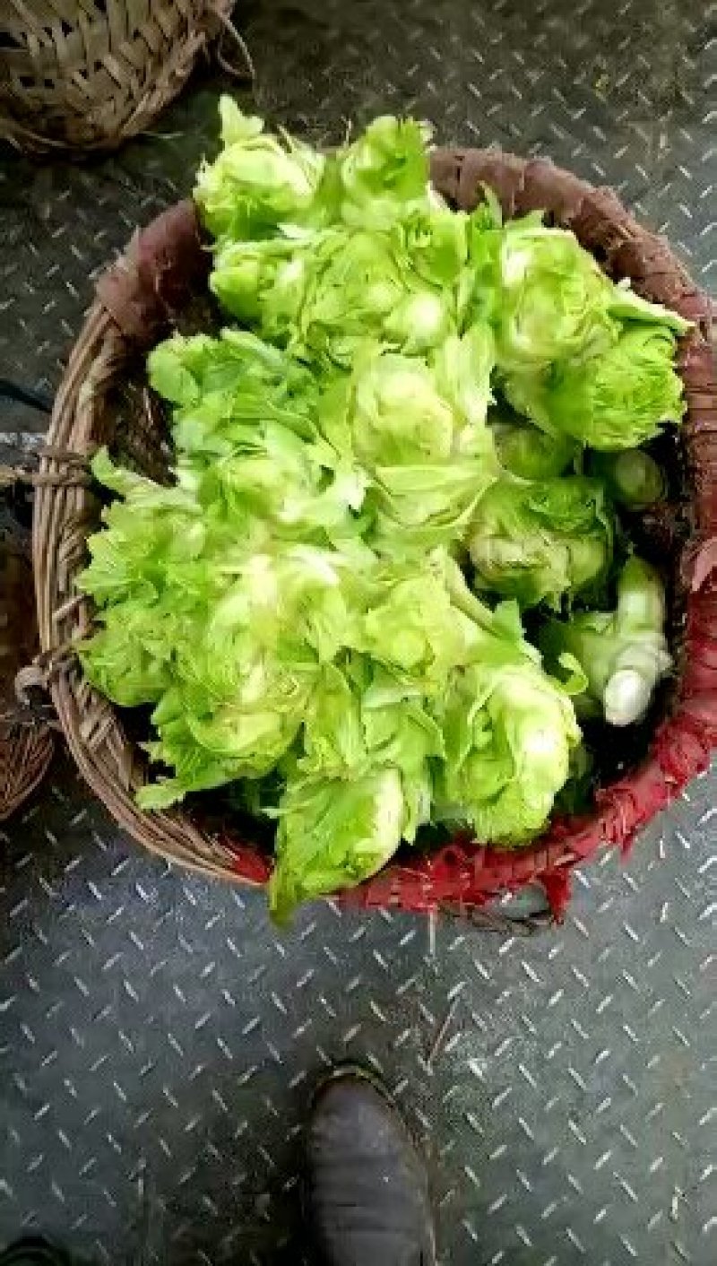 儿菜