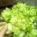 儿菜
