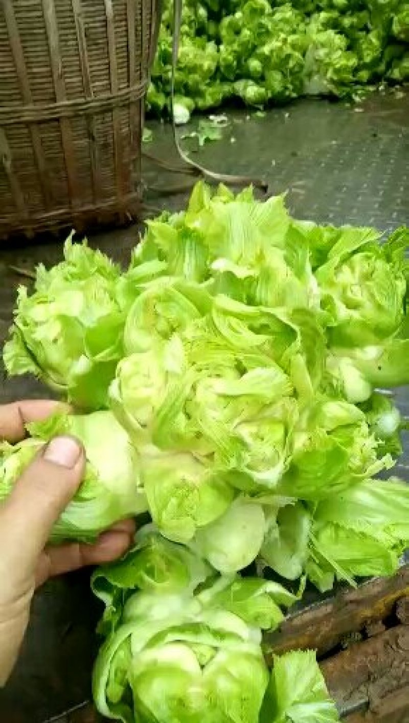 儿菜