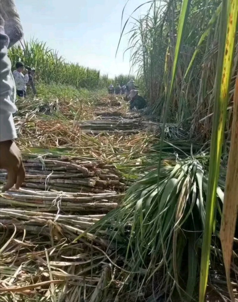 正宗云南古法姜茶玫瑰黑糖姜汁手工土红糖块纯甘蔗老红糖调理