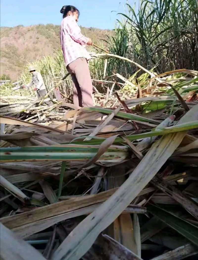 正宗云南古法姜茶玫瑰黑糖姜汁手工土红糖块纯甘蔗老红糖调理