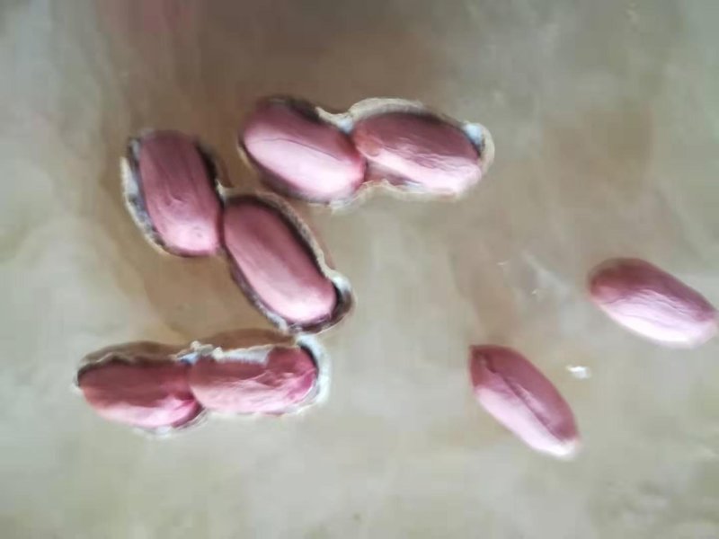 高油酸花生，中果型，口感好，油酸含量81%。