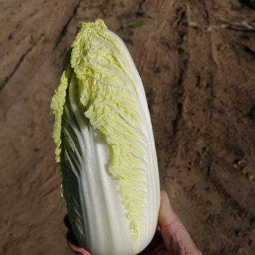 娃娃菜