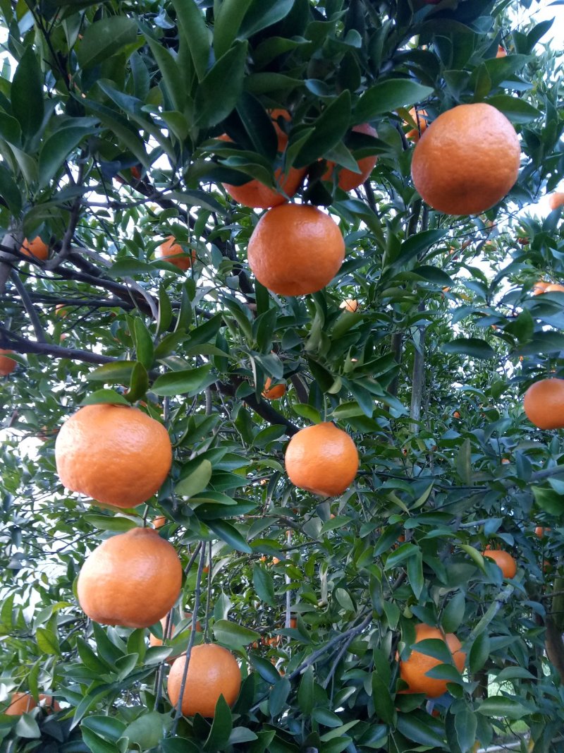芦柑自贡椪柑大量上市口感非常好超甜