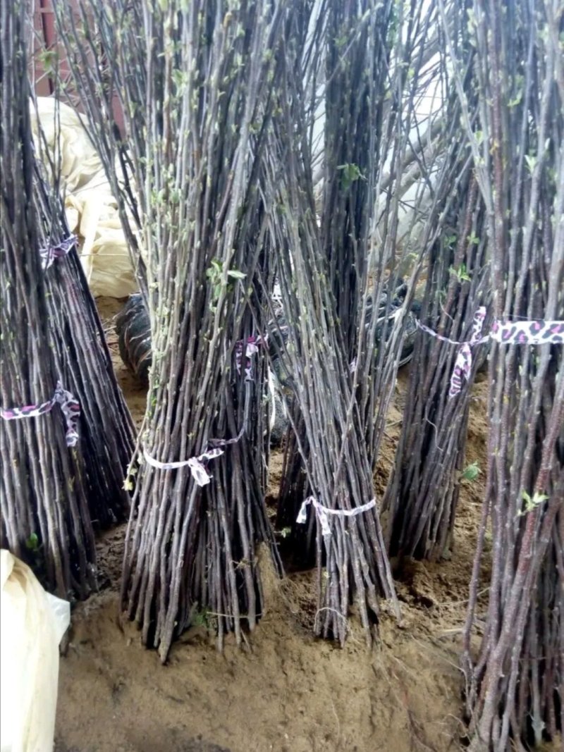 山东烟台市红富士脱毒苹果树苗
