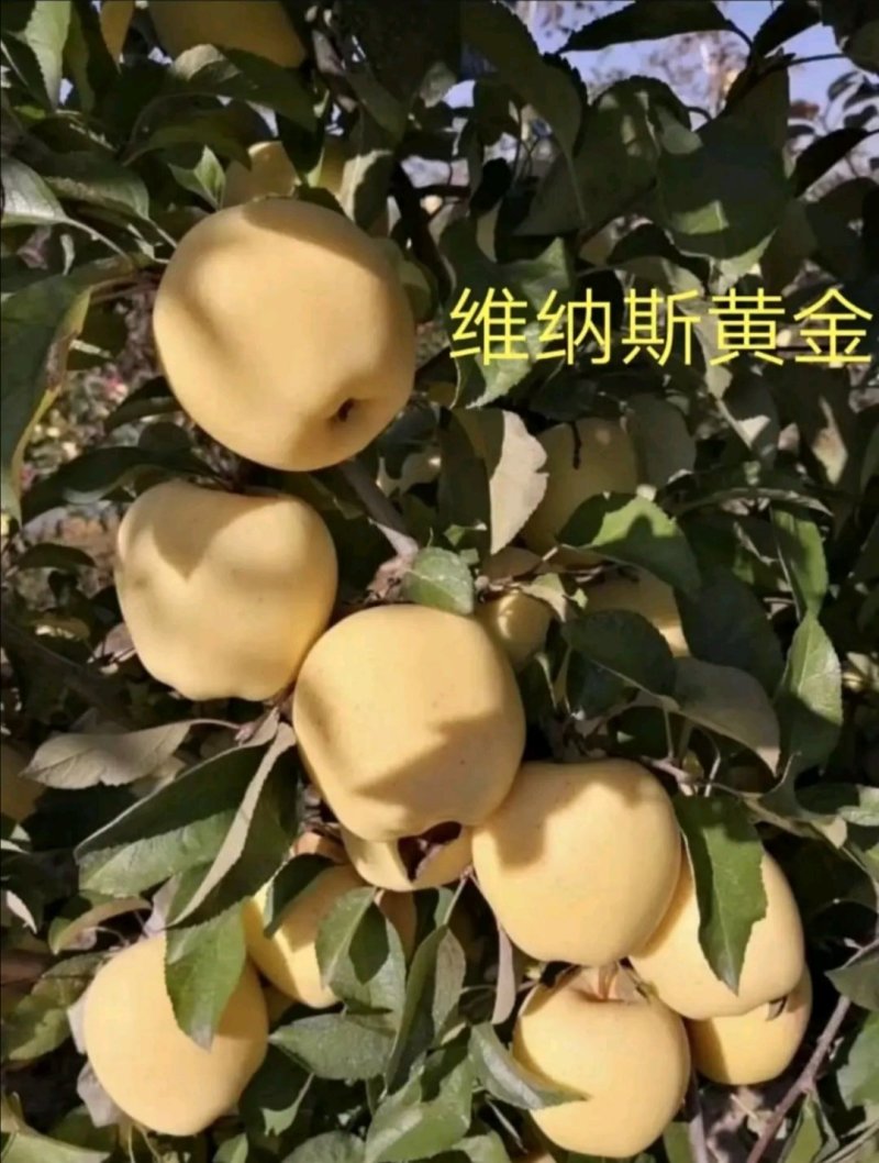 山东烟台市红富士脱毒苹果树苗