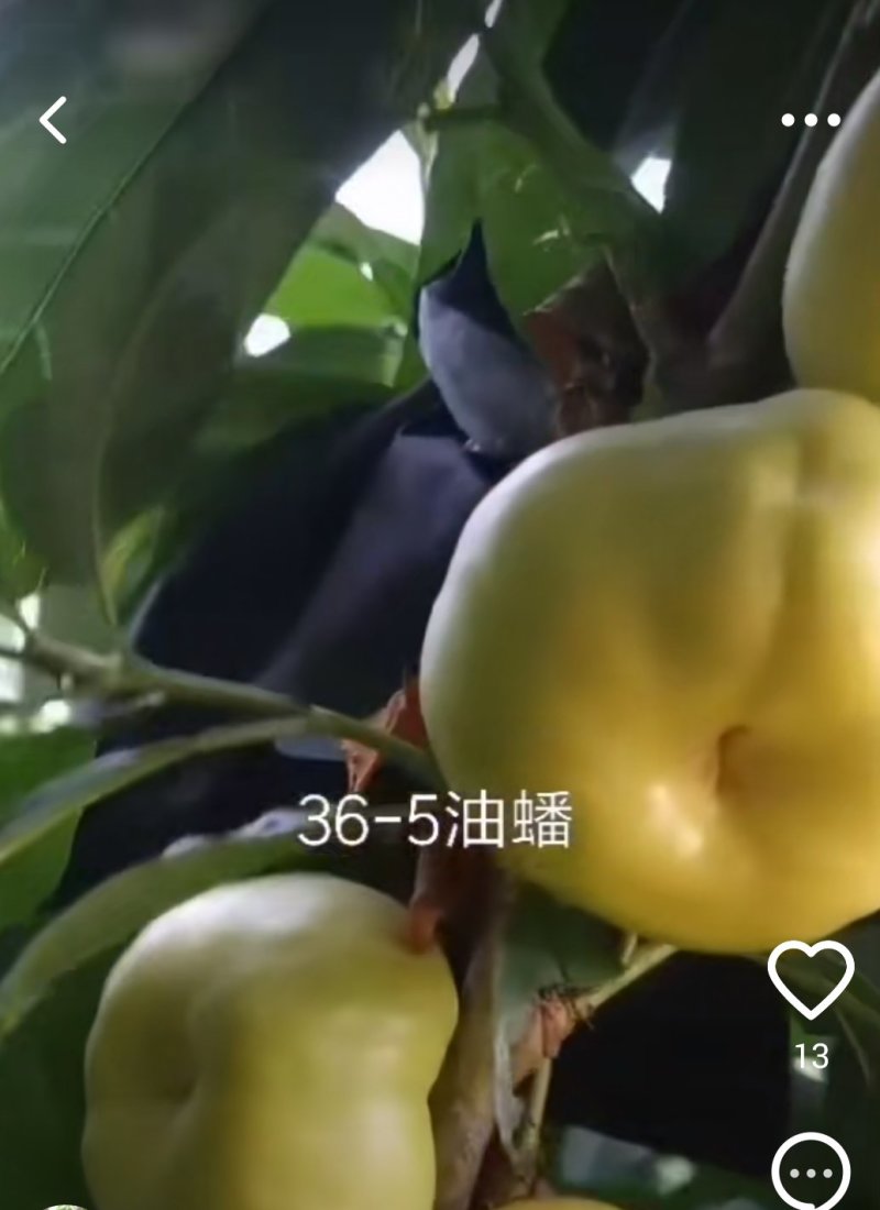 山东烟台专业批发实生桃树苗