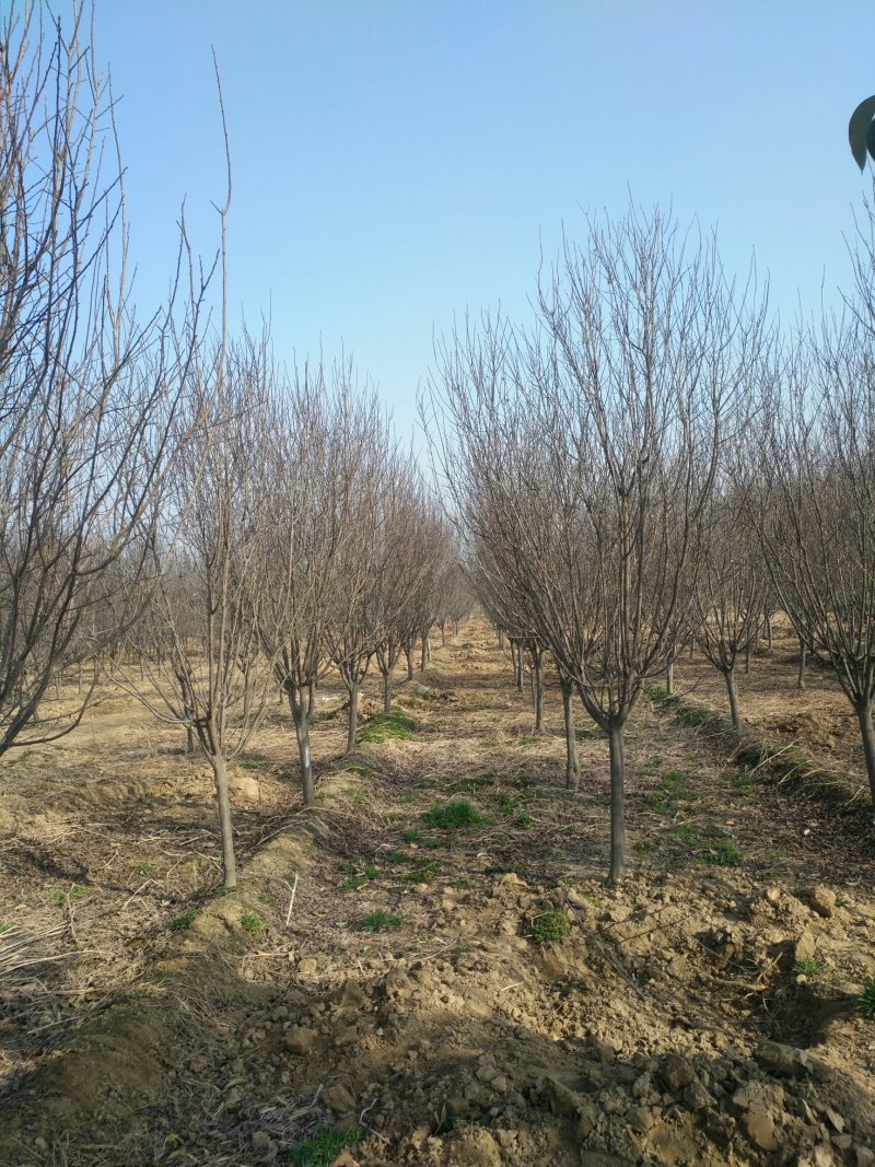 紫叶李各规格齐全！裸根土球均可操作，苗圃货源货源充足