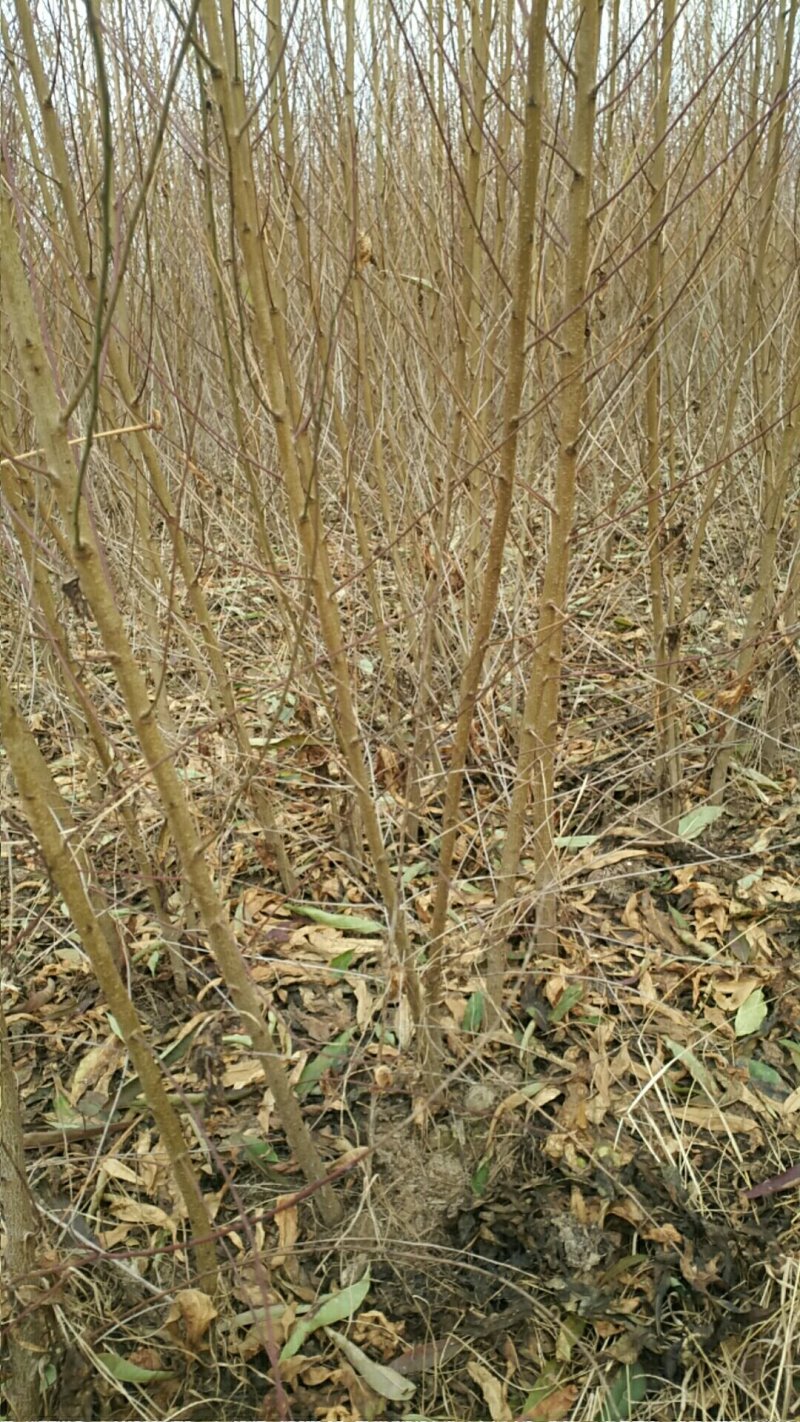 占地桃树！规格齐全量大供应！祼根土球均可，