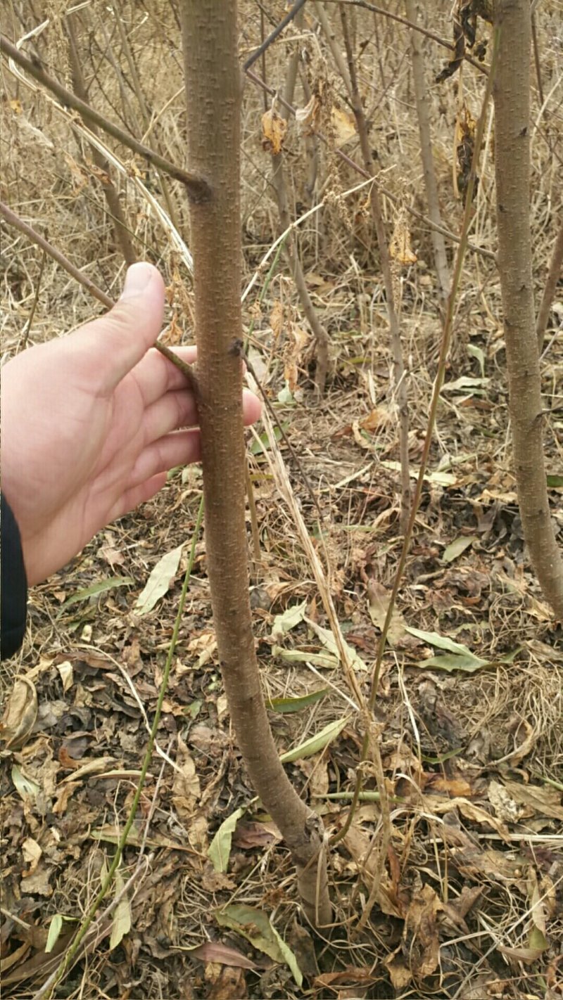 占地桃树！规格齐全量大供应！祼根土球均可，