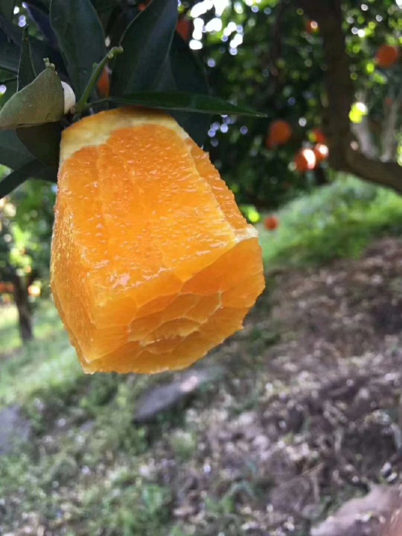 长虹脐橙，大量供货，保质保量，产地一手货源，货源充