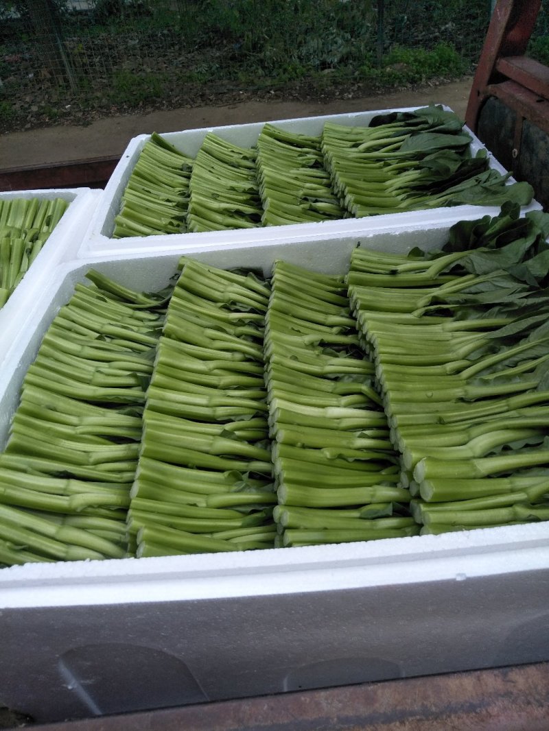 菜心