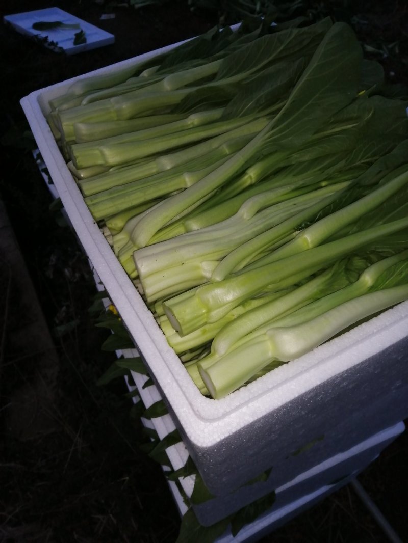 迟菜