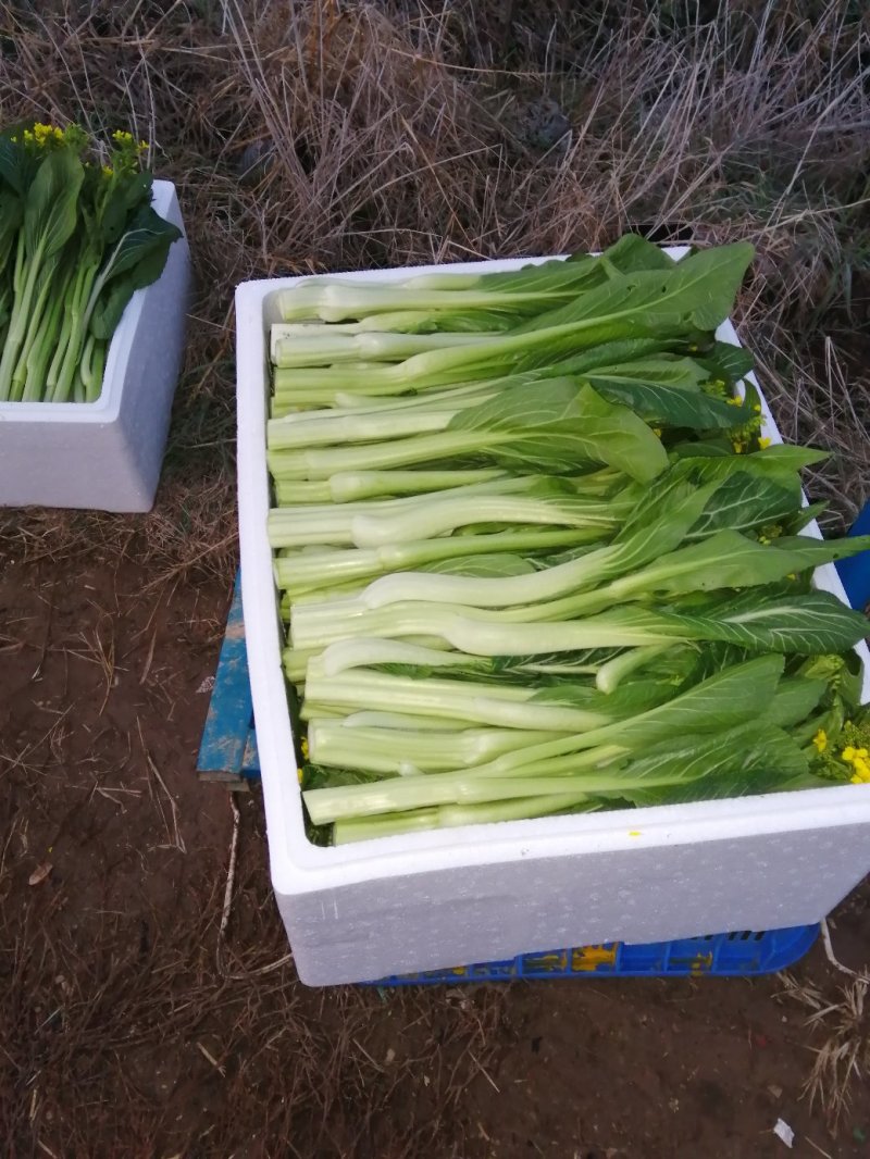 迟菜