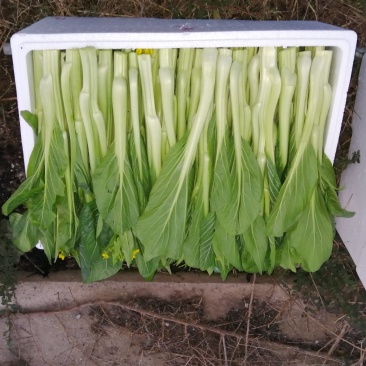 迟菜