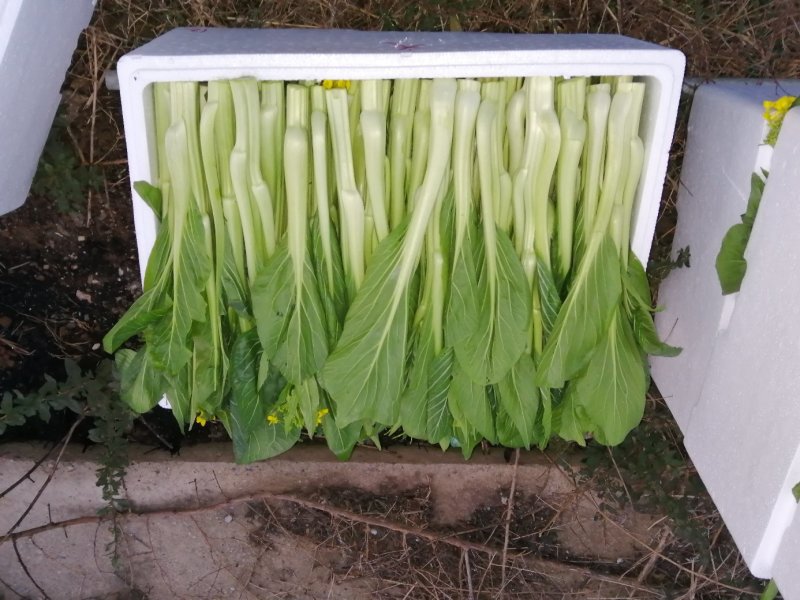 迟菜