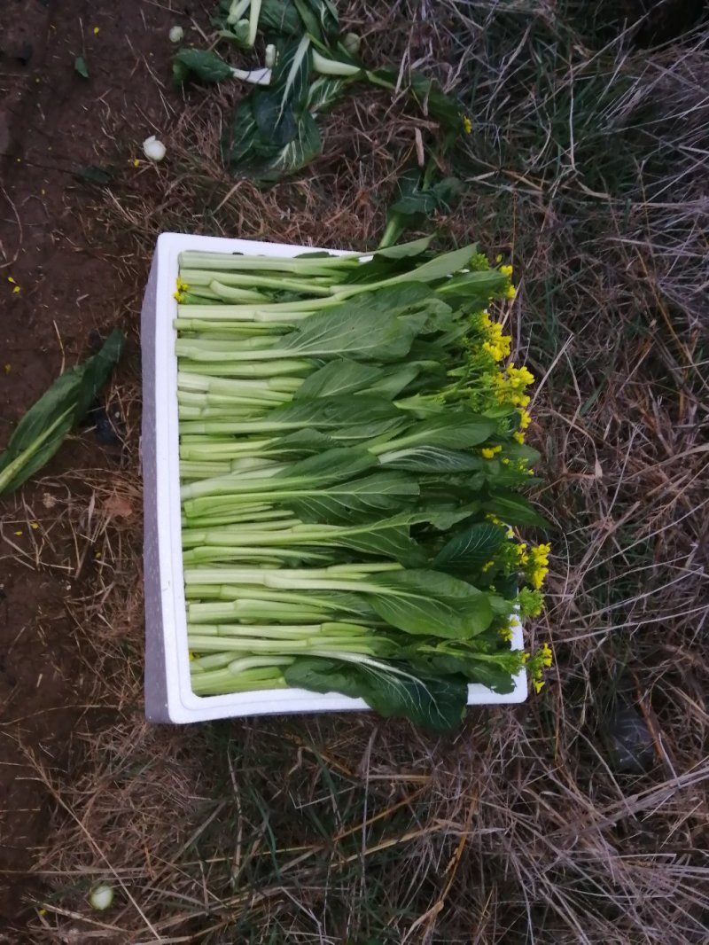 迟菜