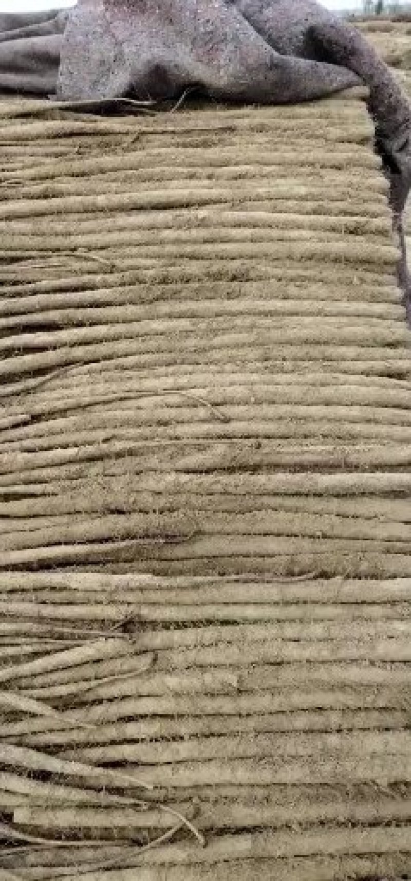 好货长条小货大量供应！