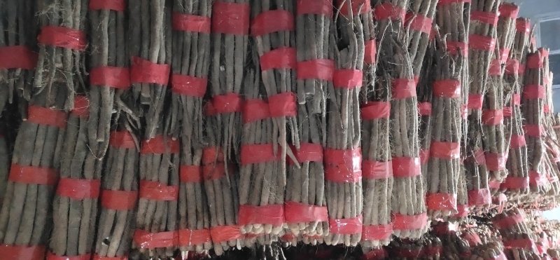 好货长条小货大量供应！