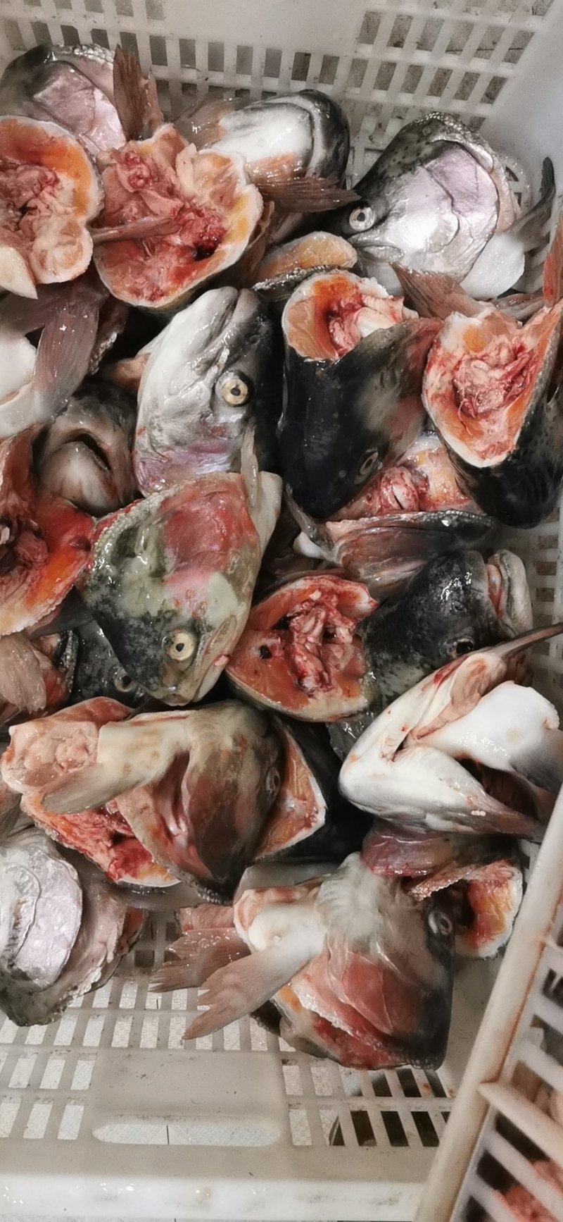 三文鱼，三文鱼净肉，三文鱼柳