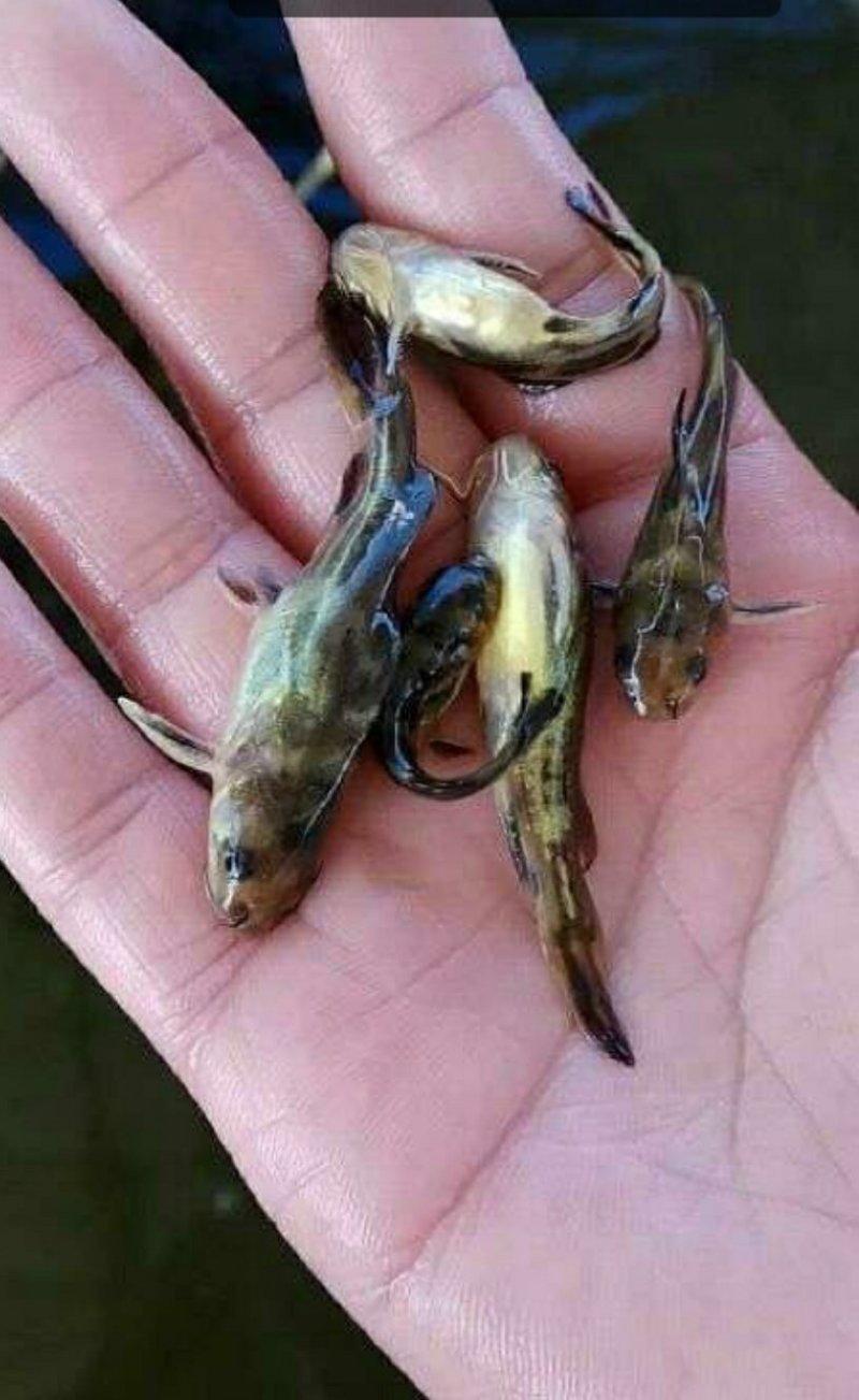 黄骨鱼苗黄辣丁苗黄颡鱼苗送货上门货到付款