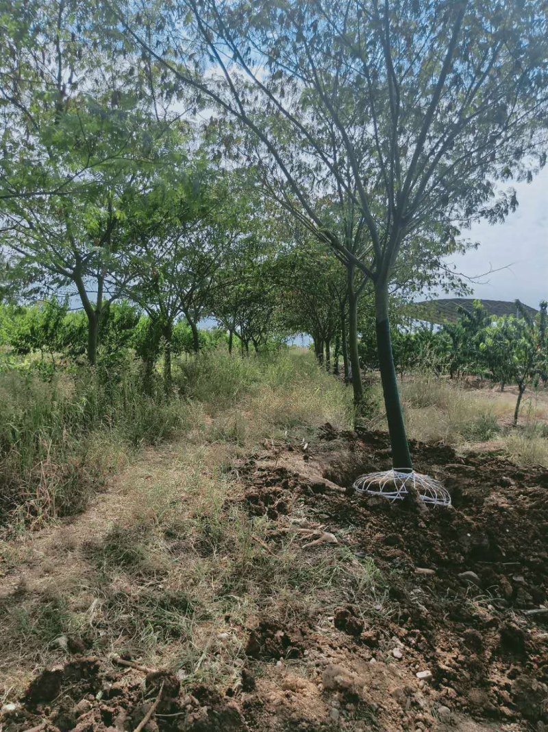 合欢8-15公分