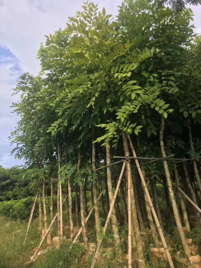 出售腊肠树移植袋苗5公分-15公分价格优惠