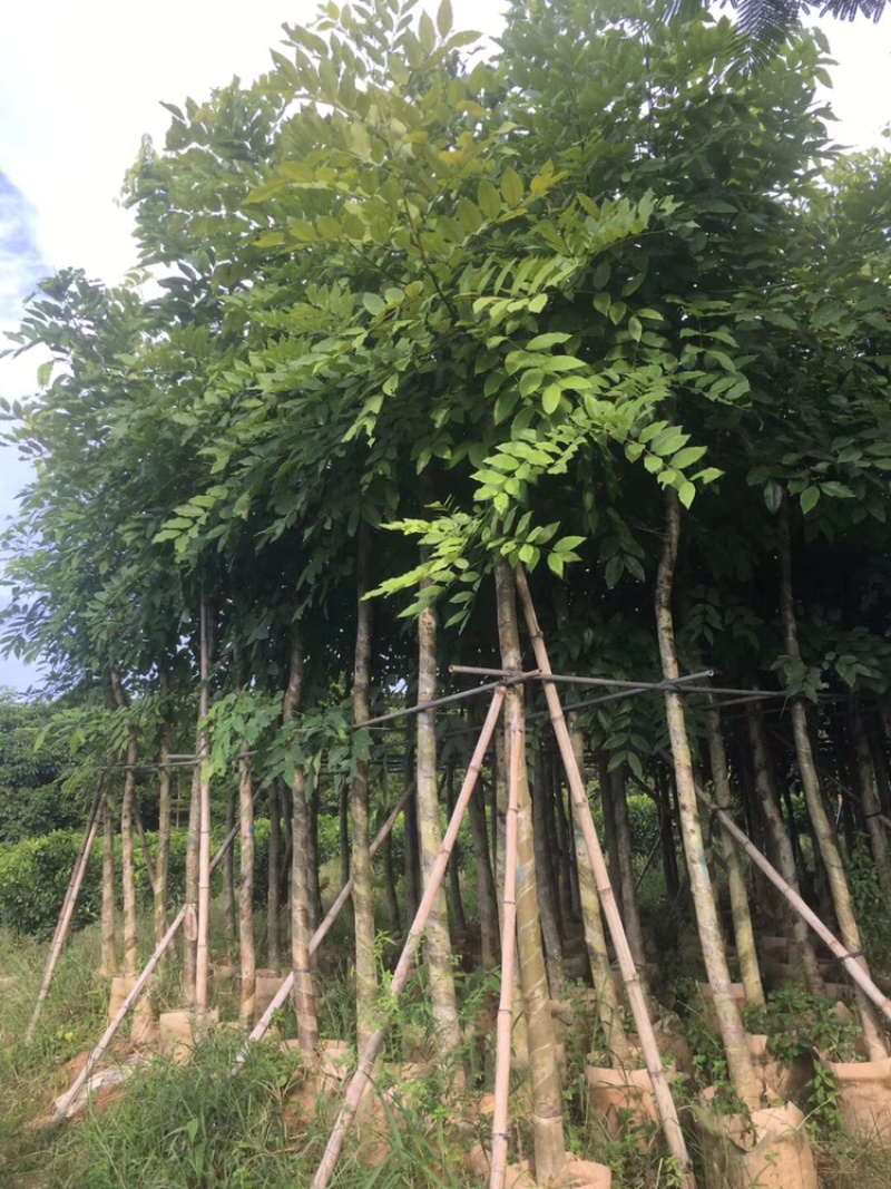 出售腊肠树移植袋苗5公分-15公分价格优惠