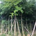 出售腊肠树移植袋苗5公分-15公分价格优惠