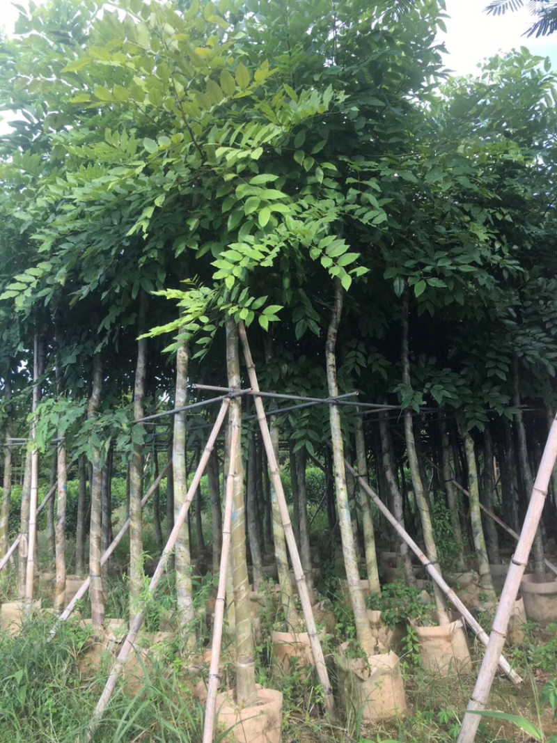 出售腊肠树移植袋苗5公分-15公分价格优惠