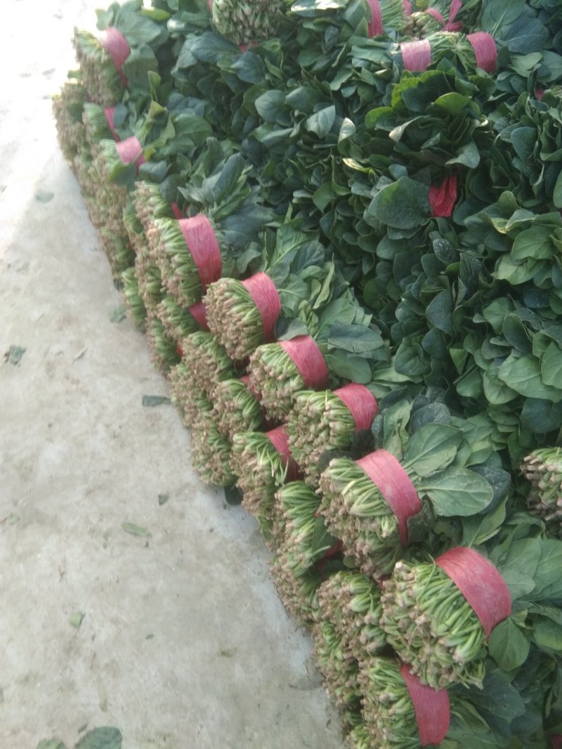 精品菠菜装箱打捆各种规格都有专业加工团队货源充足