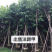 出售洋蹄甲洋紫荆移植袋苗5-15公分需要的老板联系