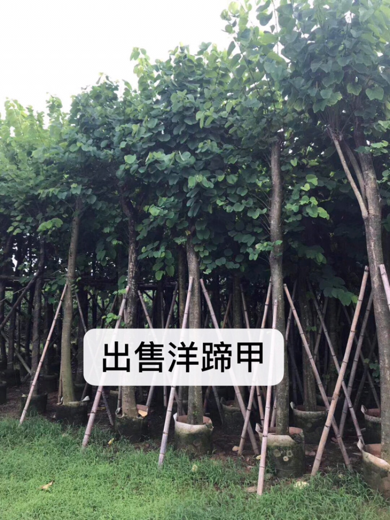 出售洋蹄甲洋紫荆移植袋苗5-15公分需要的老板联系